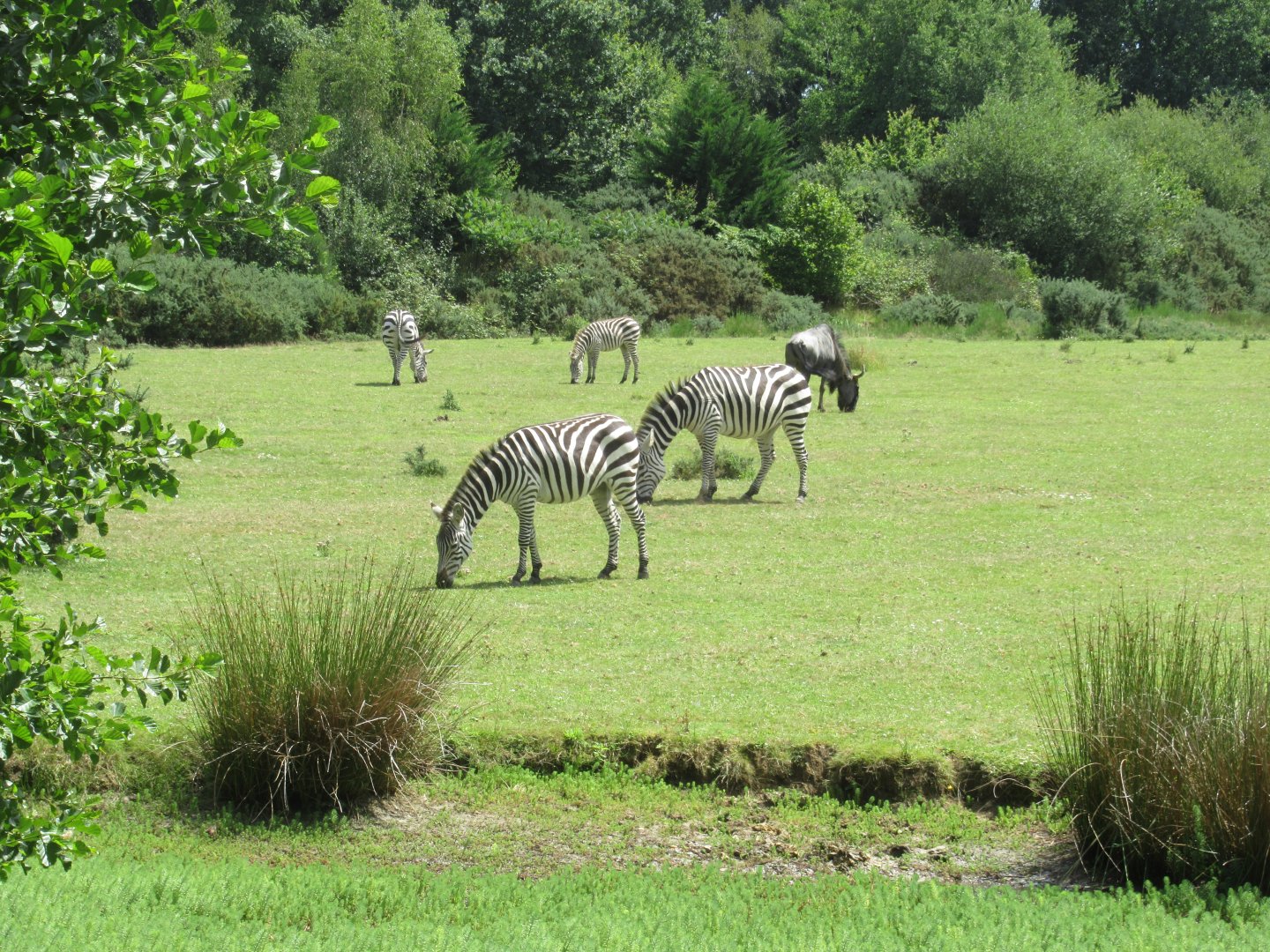 African Plains enclosure 1 of 2