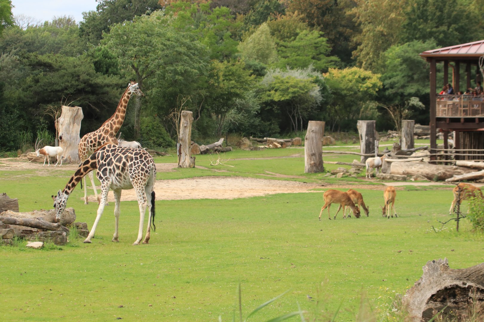 African plains enclosure (August 2019)