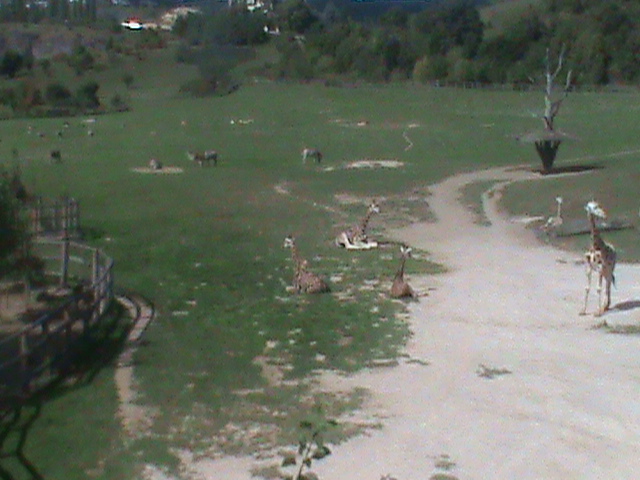 african plains exhibit 140911