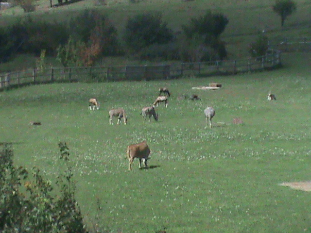 african plains exhibit 140911