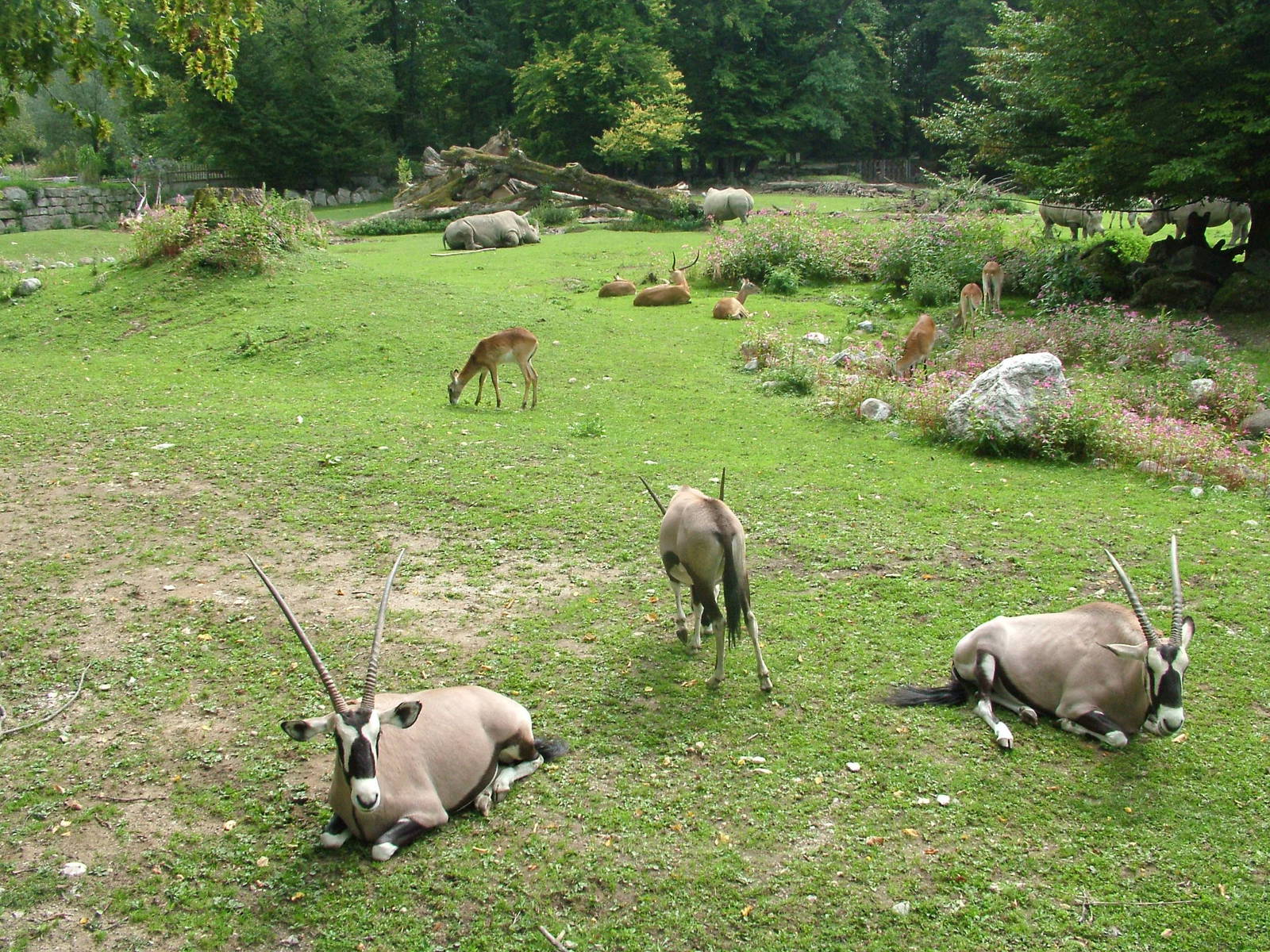 African Plains exhibit at Salzburg Zoo