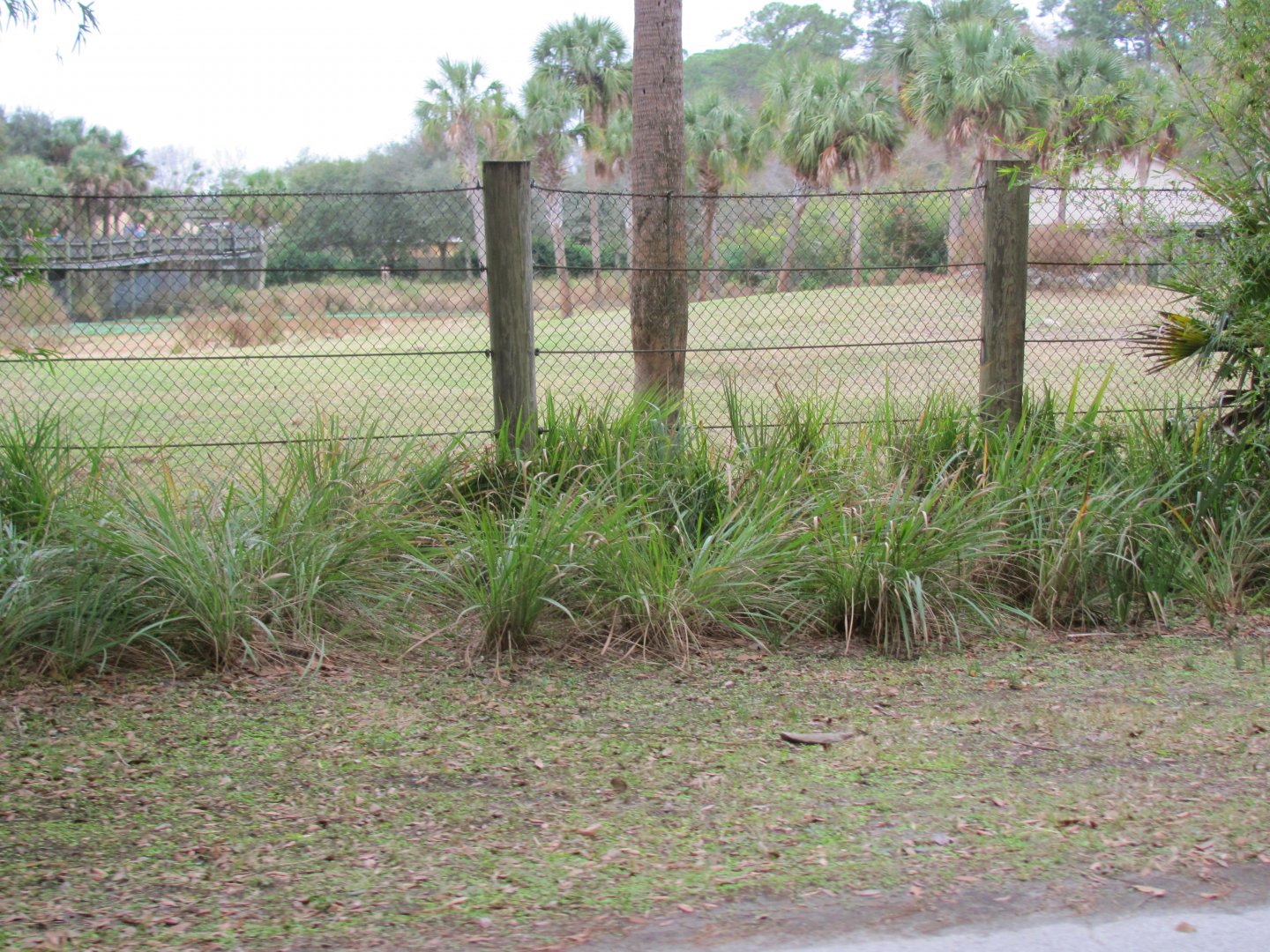 African Plains Exhibit (From Train)
