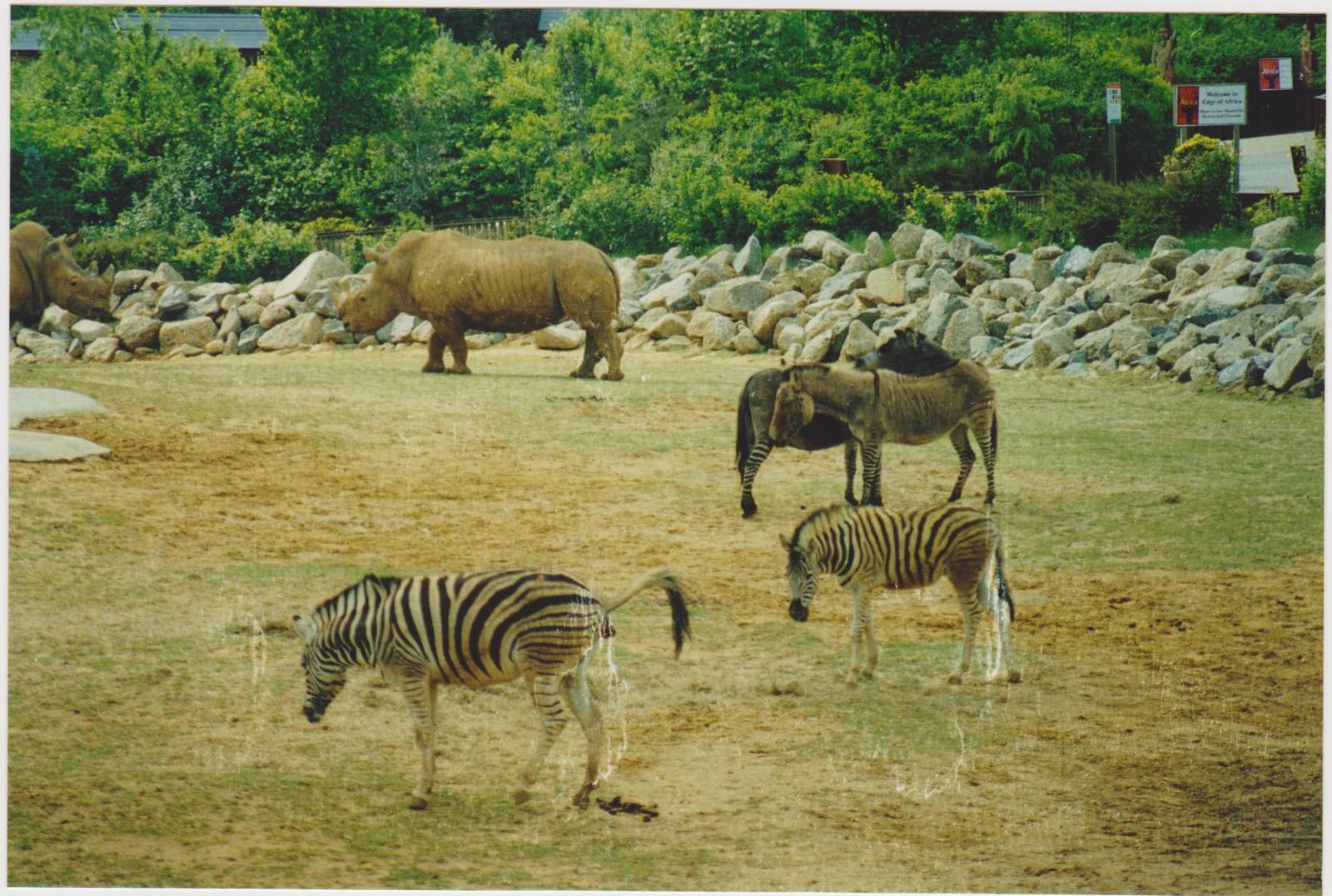 African plains exhibit in 2003