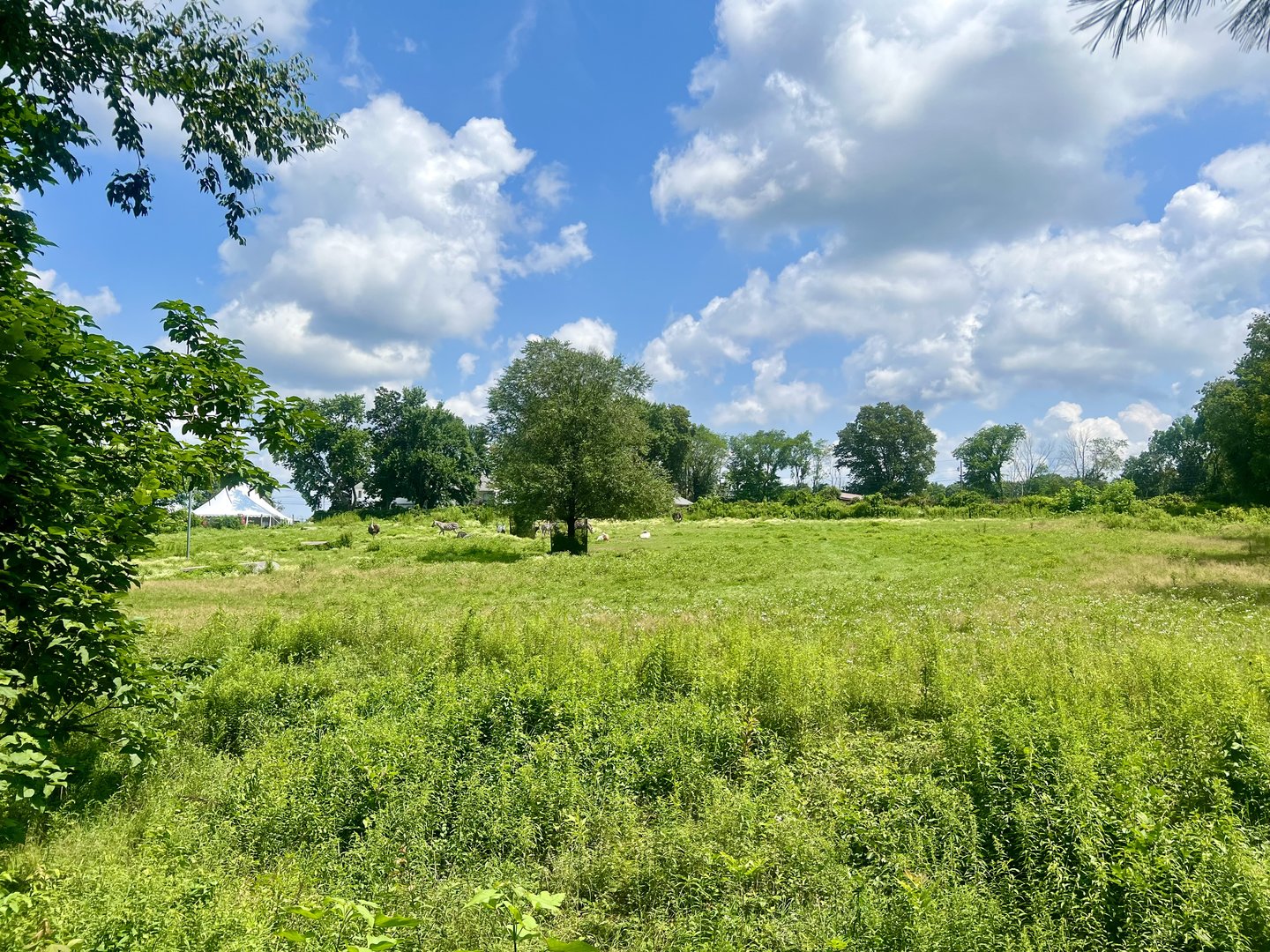 African Plains Exhibit
