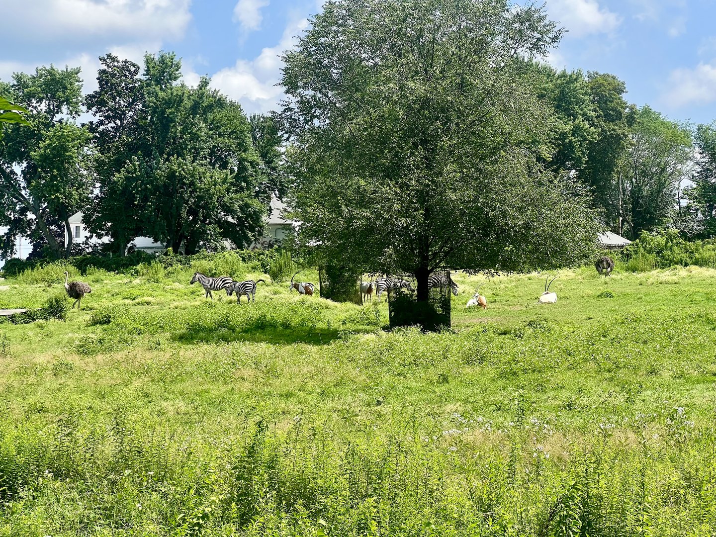 African Plains Exhibit