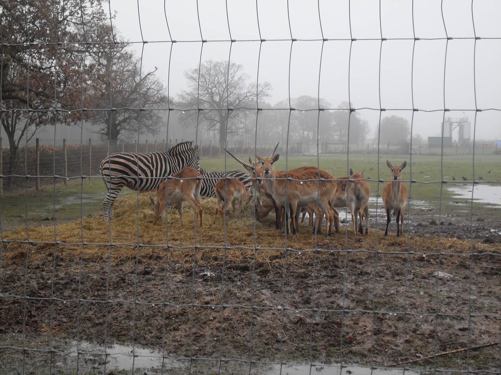 African Plains feeding area