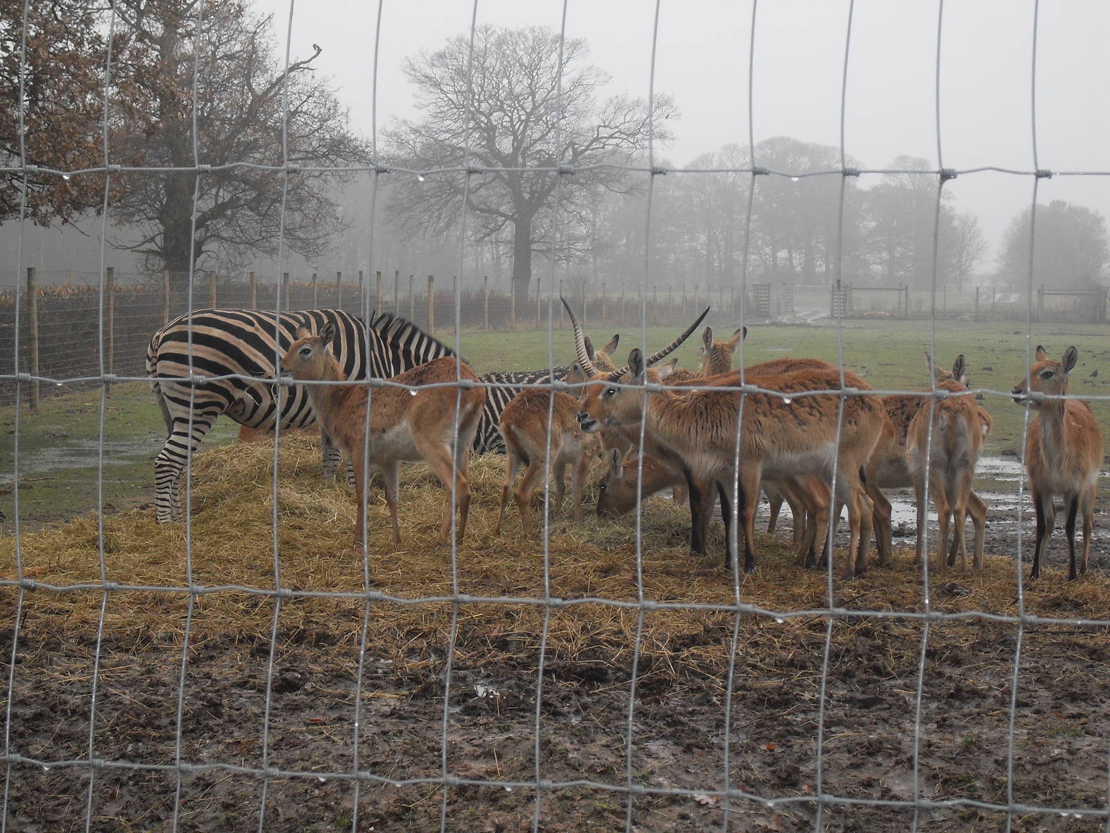 African plains feeding area