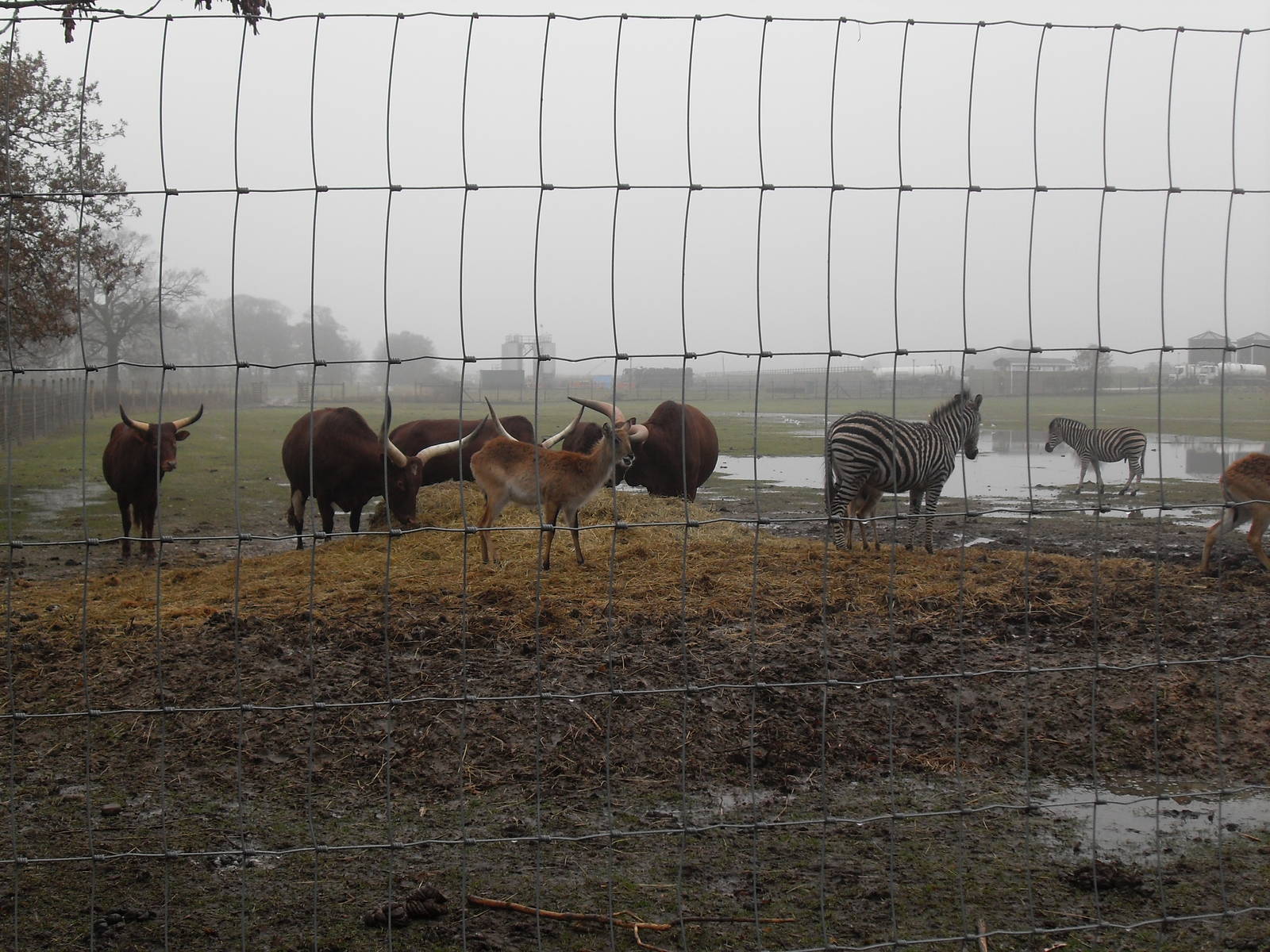 African Plains feeding area