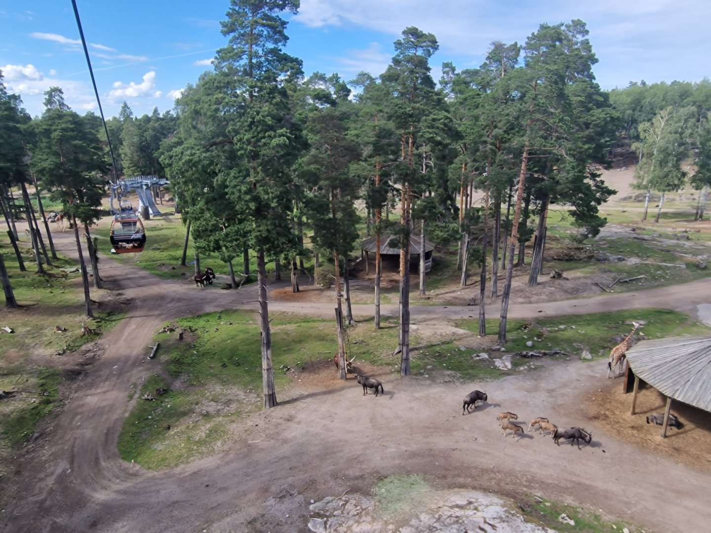 African plains from the gondola