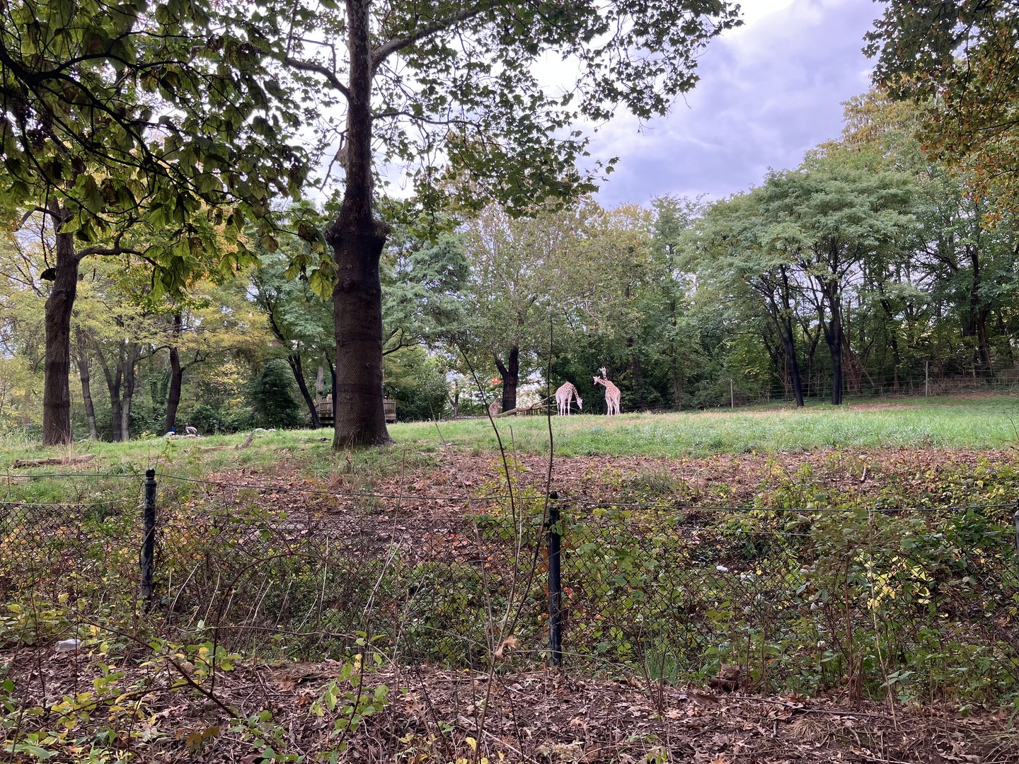 African Plains - Giraffe/Common Ostrich Exhibit