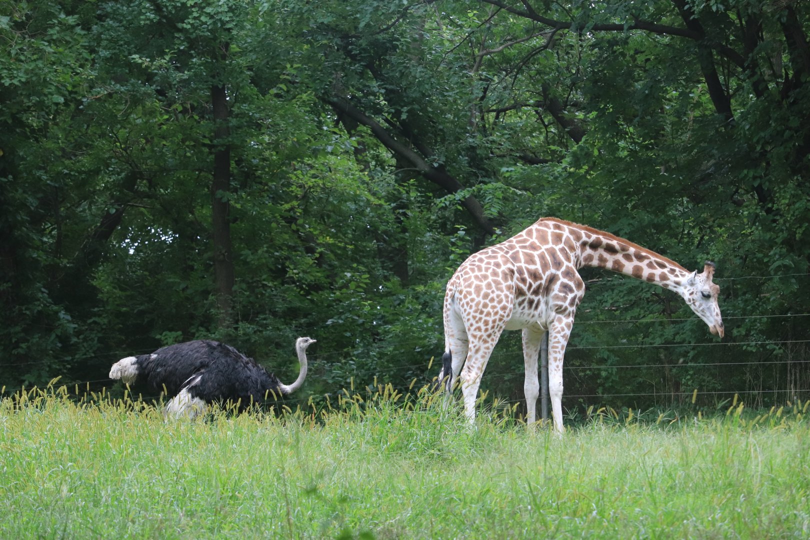 African Plains - Giraffe - Common Ostrich