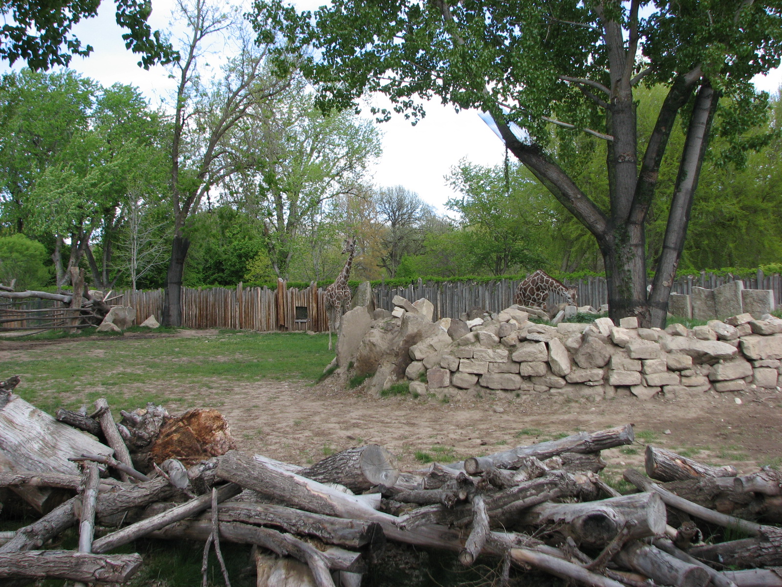 African Plains - Giraffe Exhibit