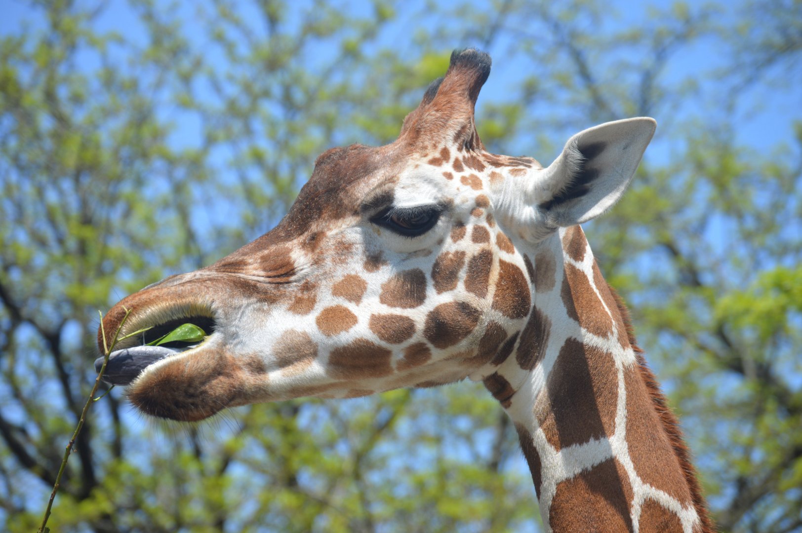 African Plains - Giraffe (Giraffa camelopardalis)