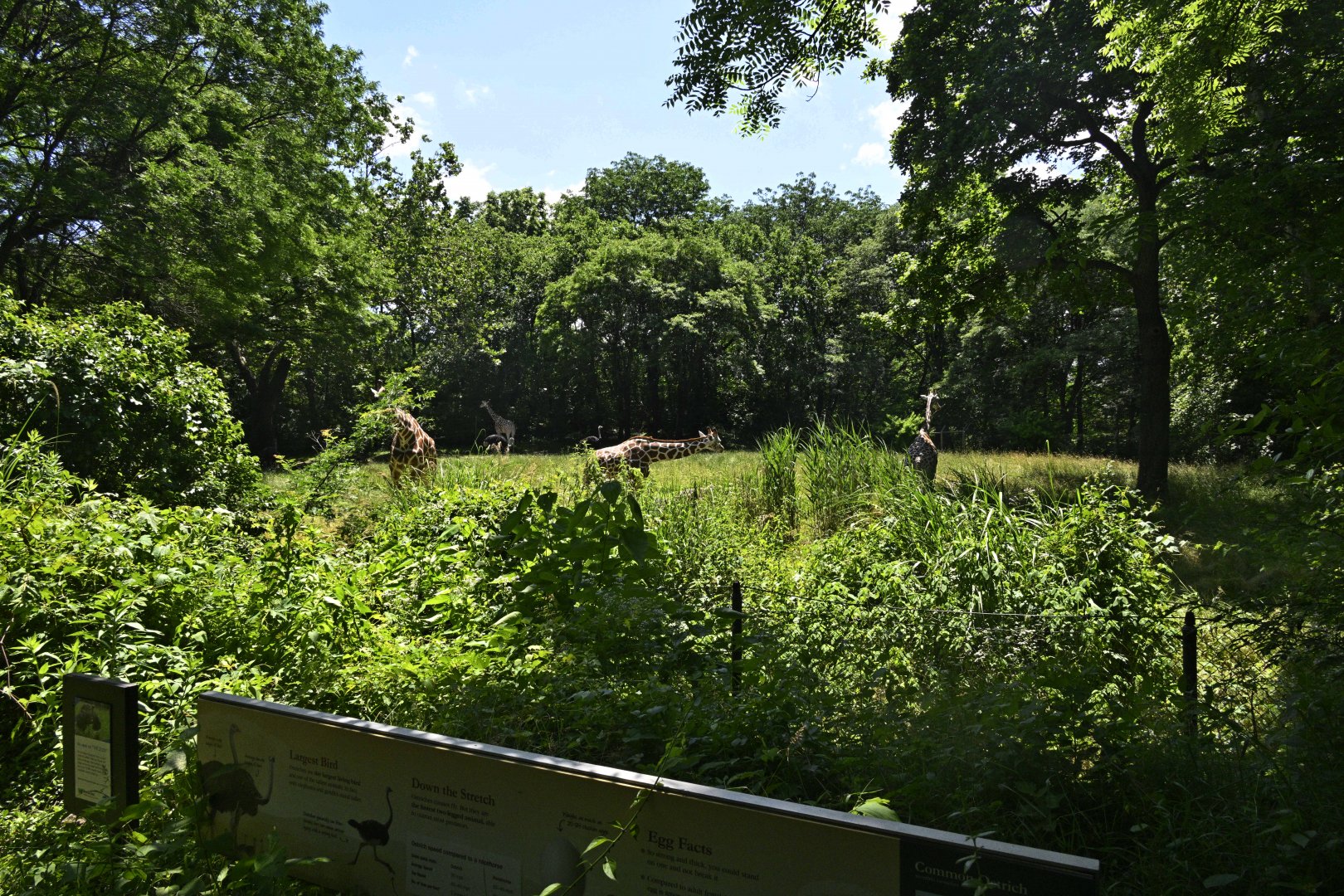 African Plains - Giraffe/Ostrich Exhibit