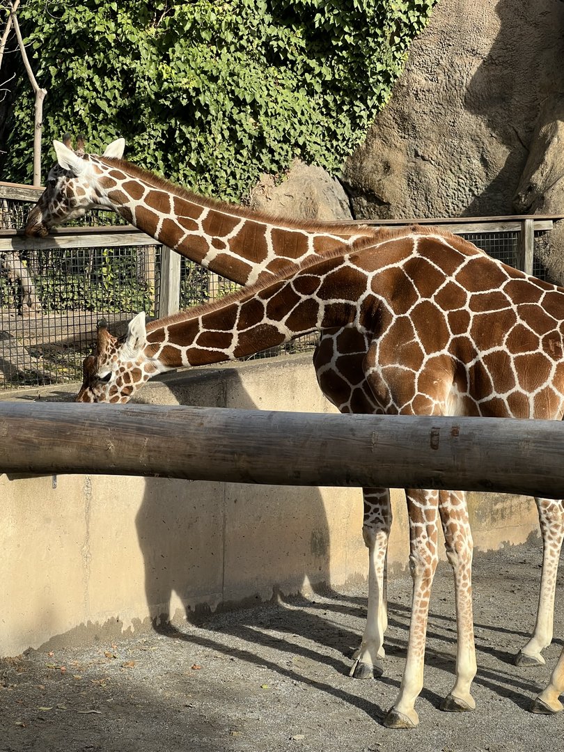 African Plains- Giraffe- Stella- Abigail