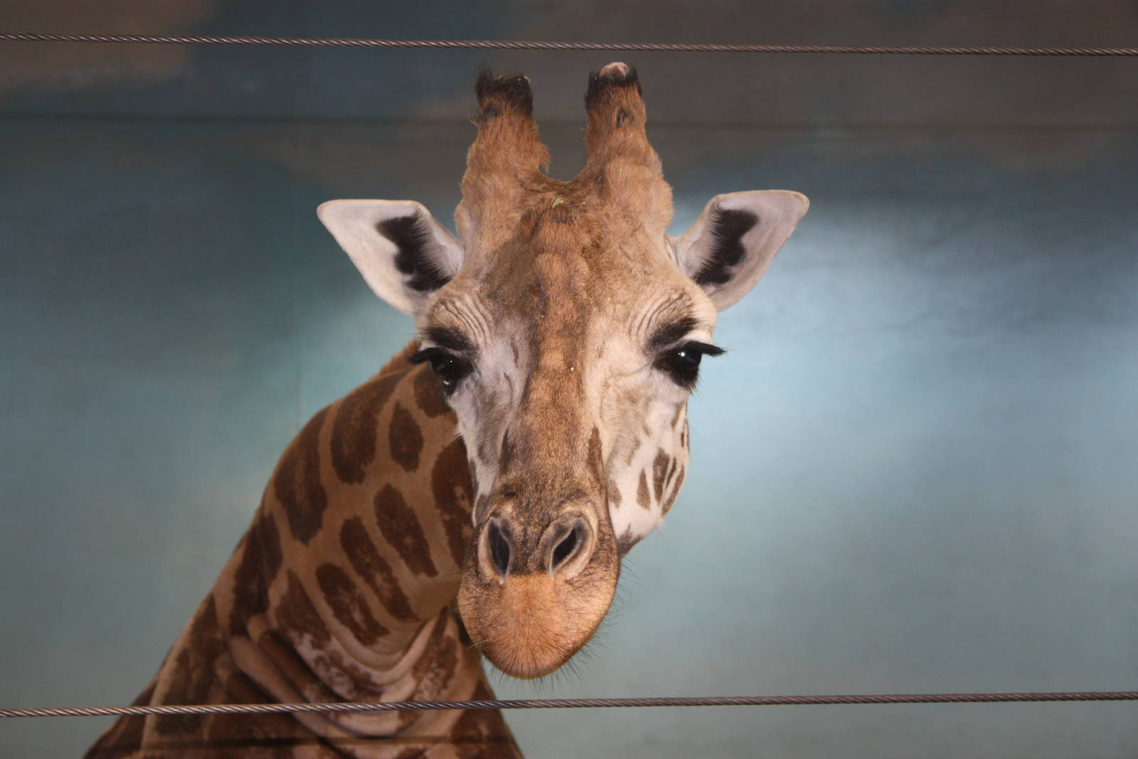 African Plains- Giraffe