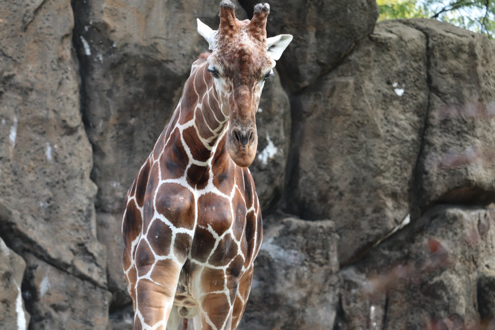 African Plains - Giraffe