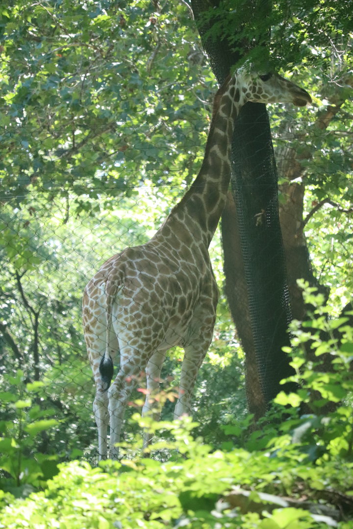 African Plains - Giraffe