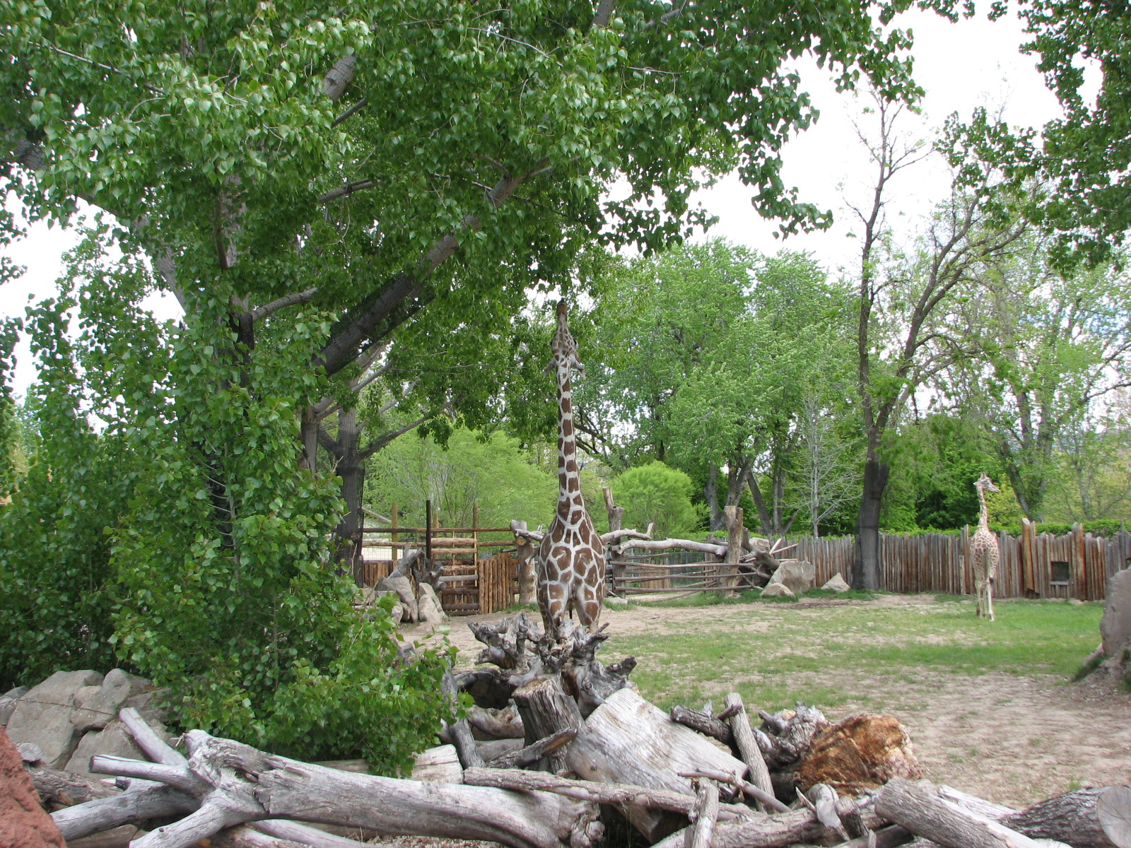 African Plains - Giraffe