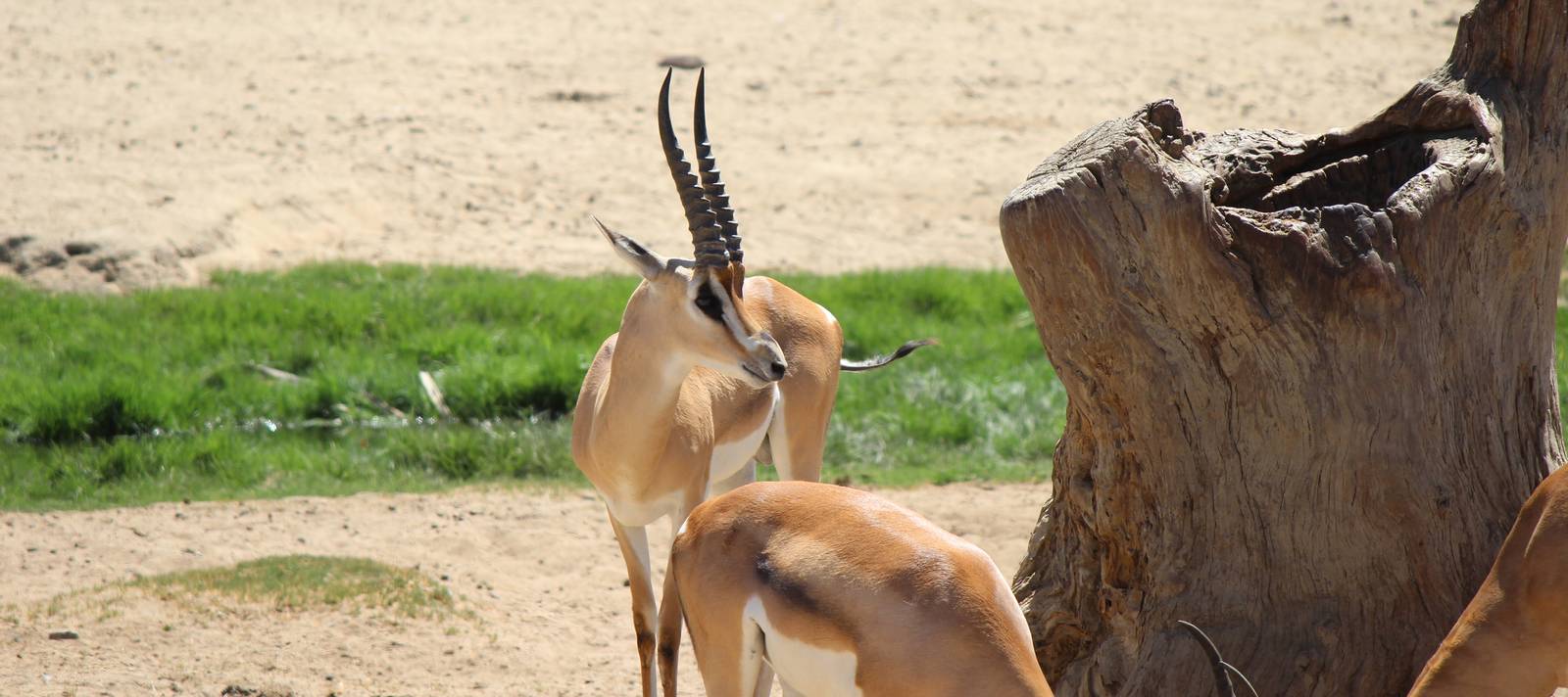 African Plains - Grants Gazelle