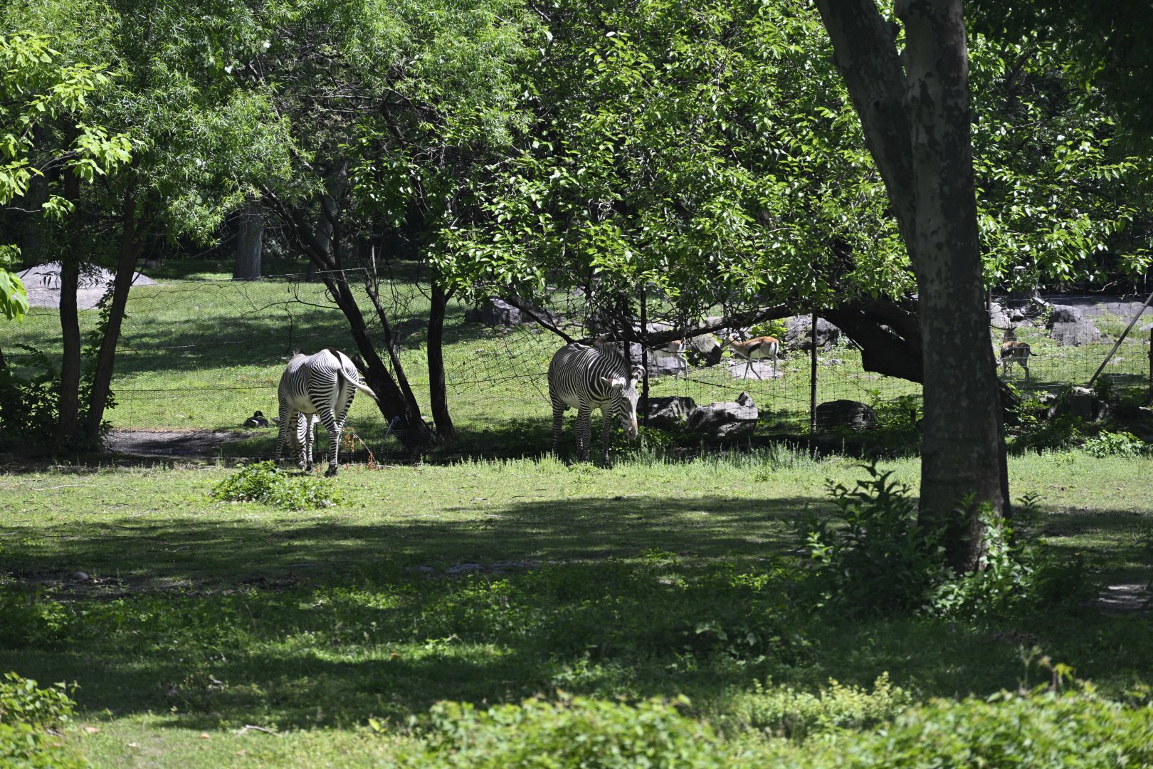 African Plains - Grévy's Zebra (Equus grevyi) and Thomson's Gazelle (Eudorcas thomsonii)