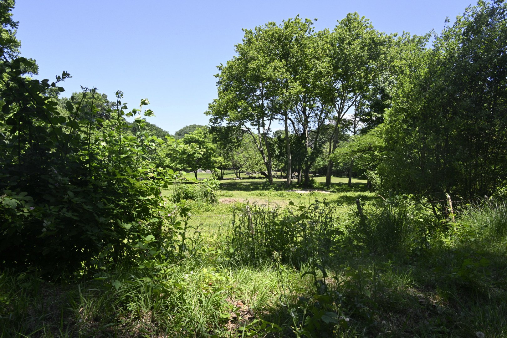 African Plains - Grévy's Zebra (Equus grevyi) Exhibit