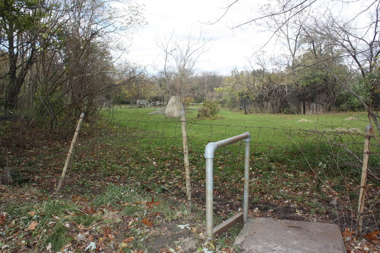 African Plains- Grevy's Zebra Exhibit