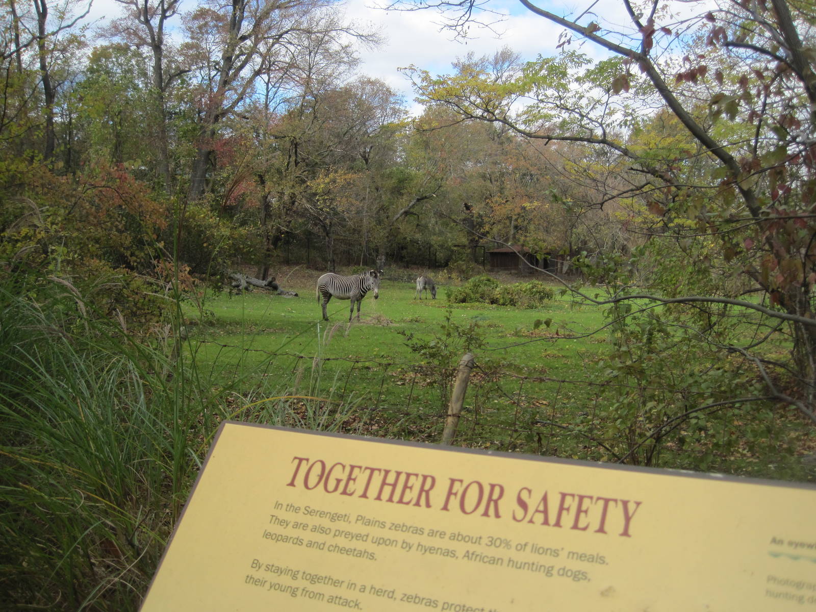 African Plains- Grevy's Zebra Exhibit