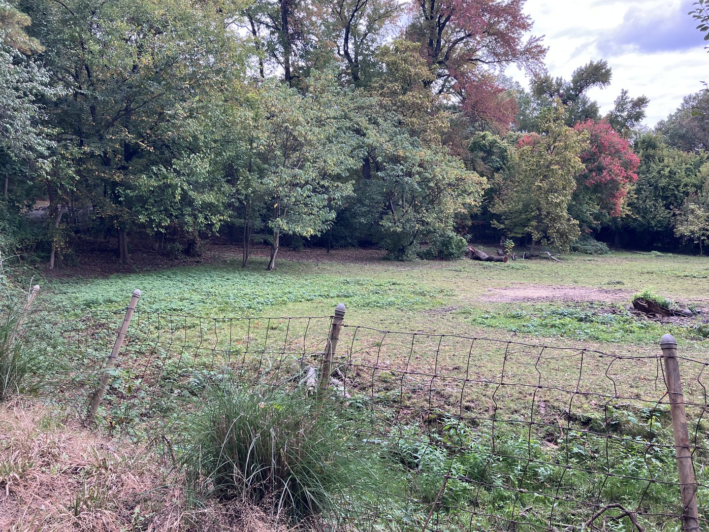 African Plains - Grévy’s Zebra Exhibit