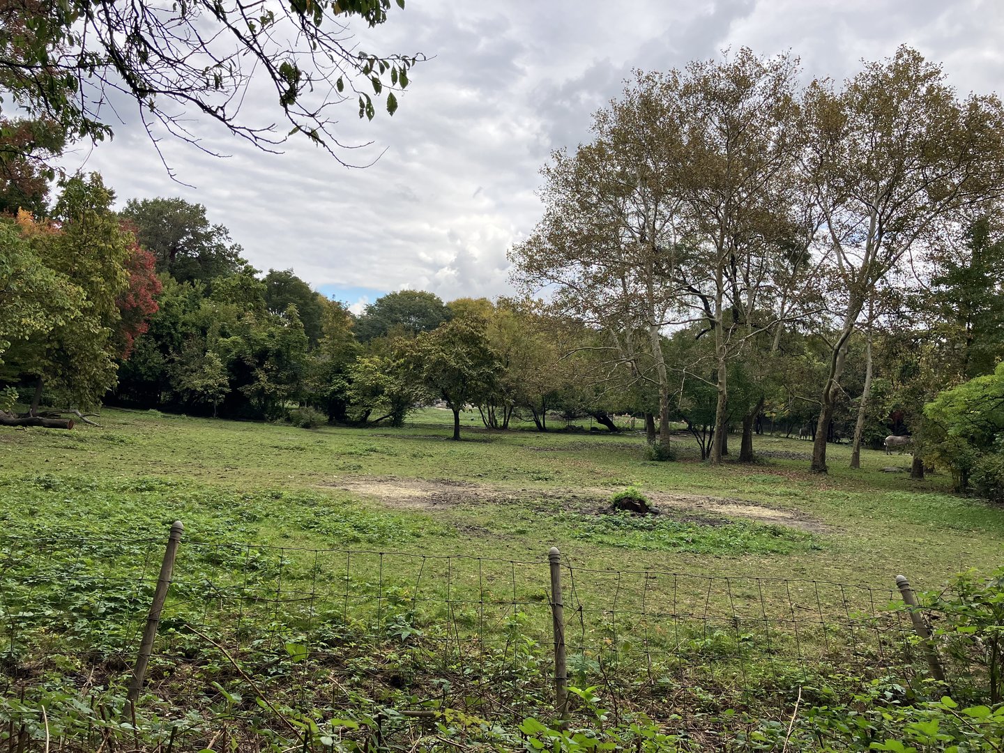 African Plains - Grévy’s Zebra Exhibit