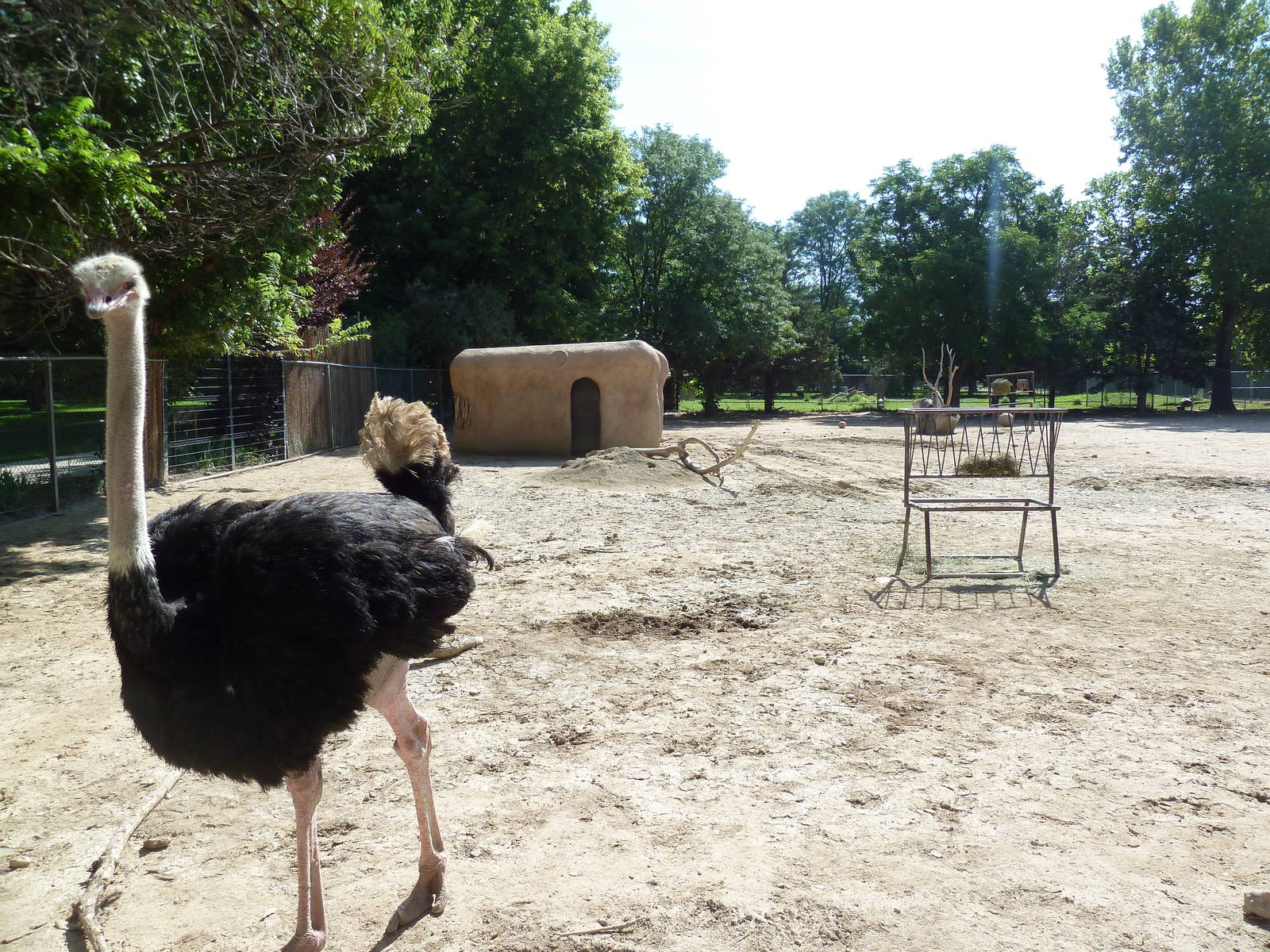 African Plains - Grevy's Zebra/Ostrich Exhibit