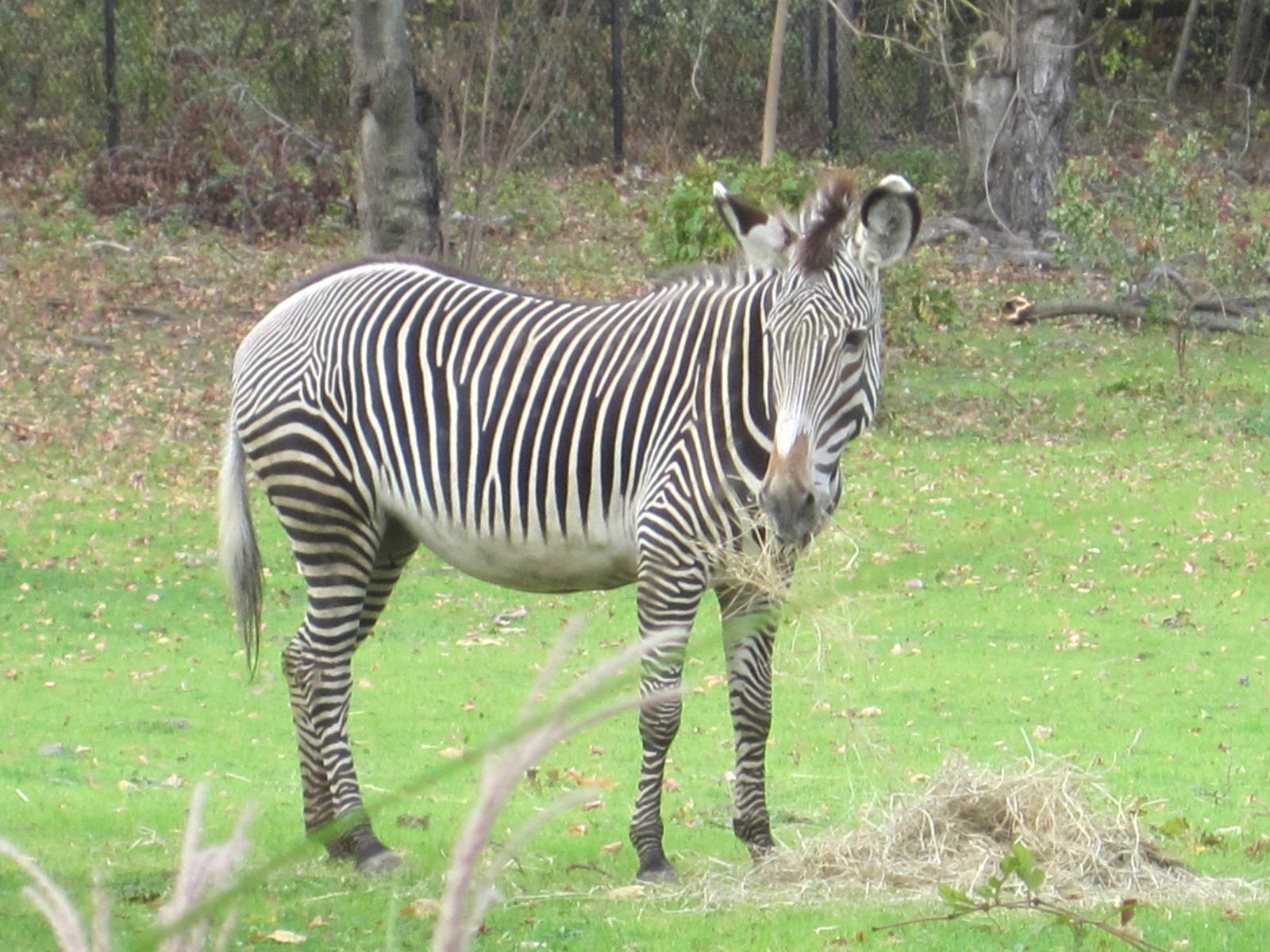African Plains- Grevy's Zebra