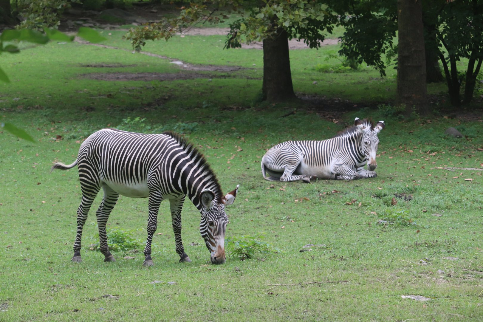African Plains - Grevy's Zebra