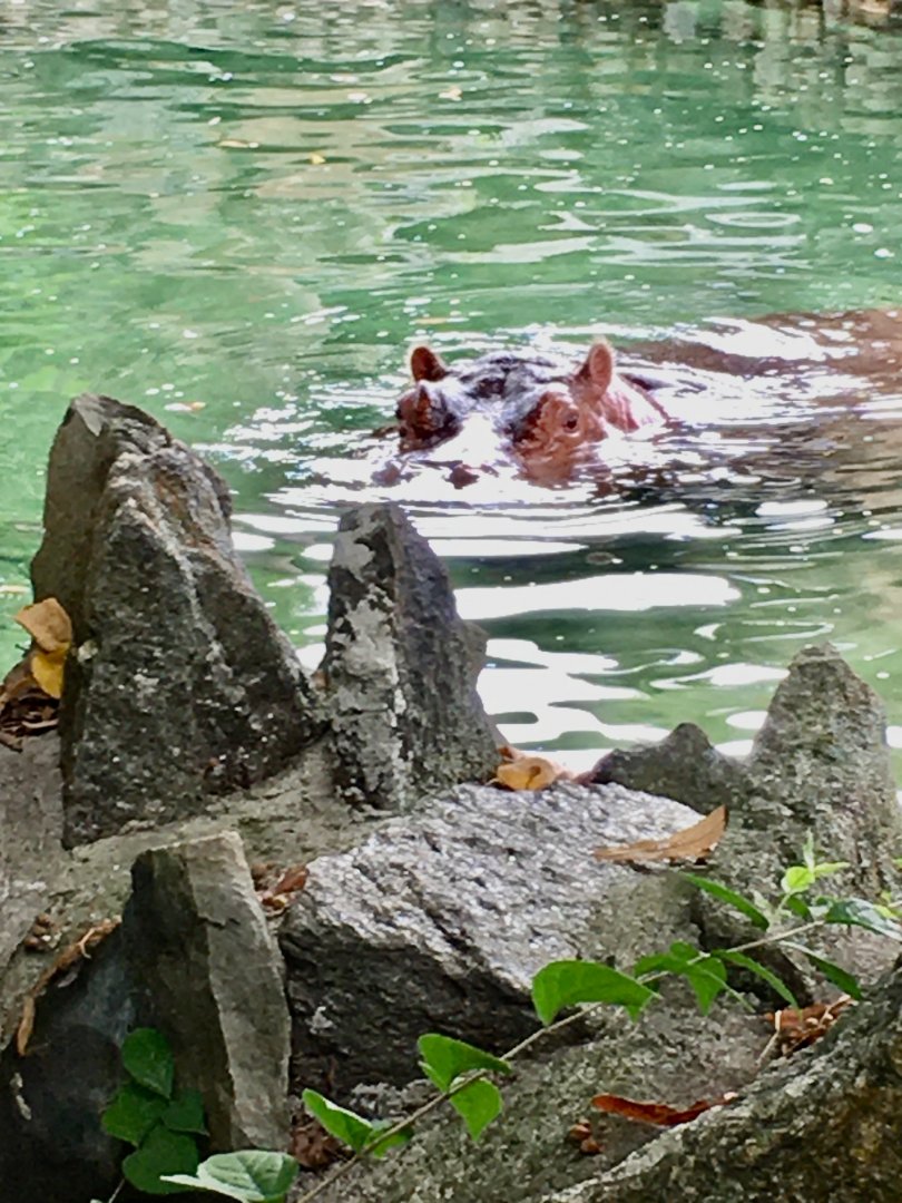 African Plains - Hippopotamus