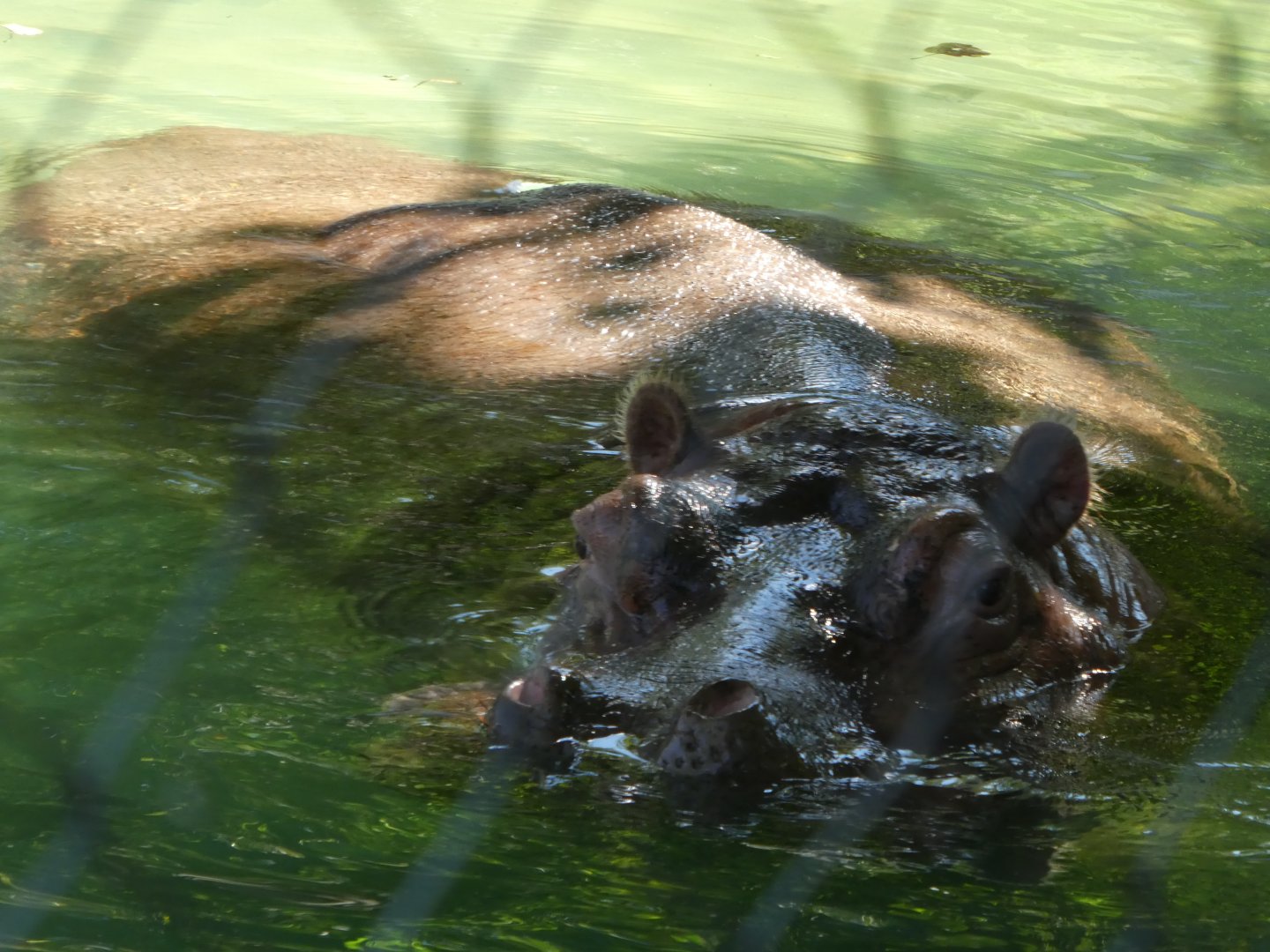 African Plains - Hippopotamus