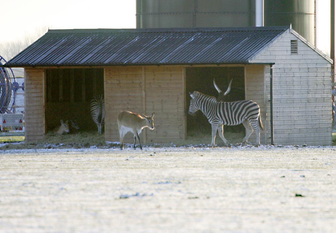 African Plains in the snow