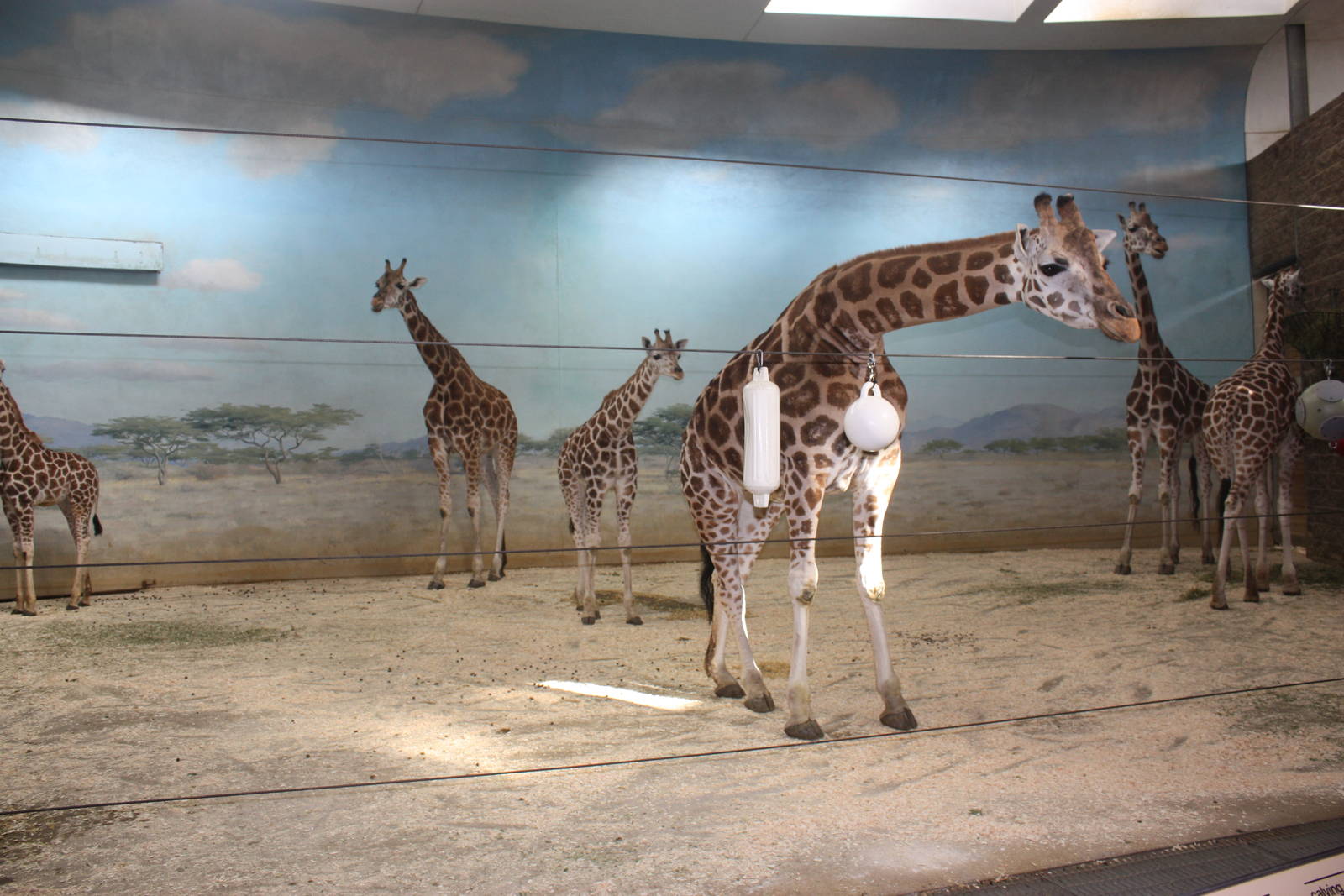 African Plains- Indoor Giraffe Exhibit