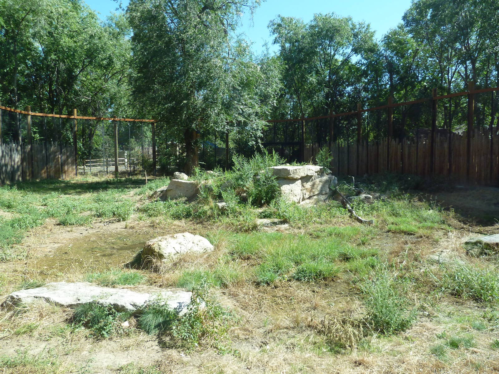 African Plains - Lion Exhibit