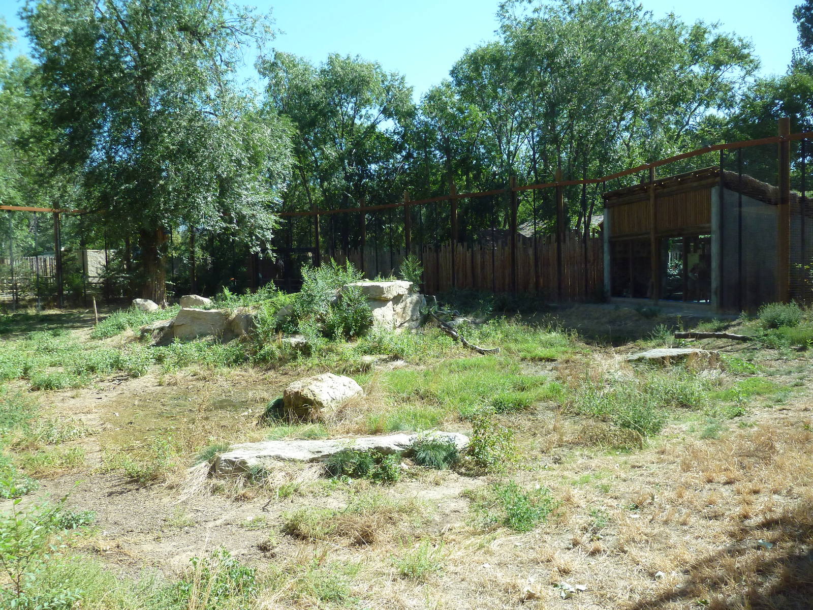 African Plains - Lion Exhibit