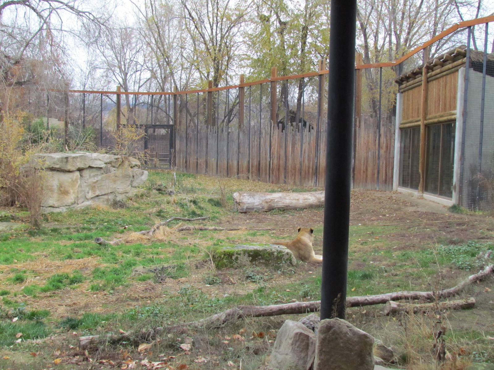 African Plains - Lion Exhibit