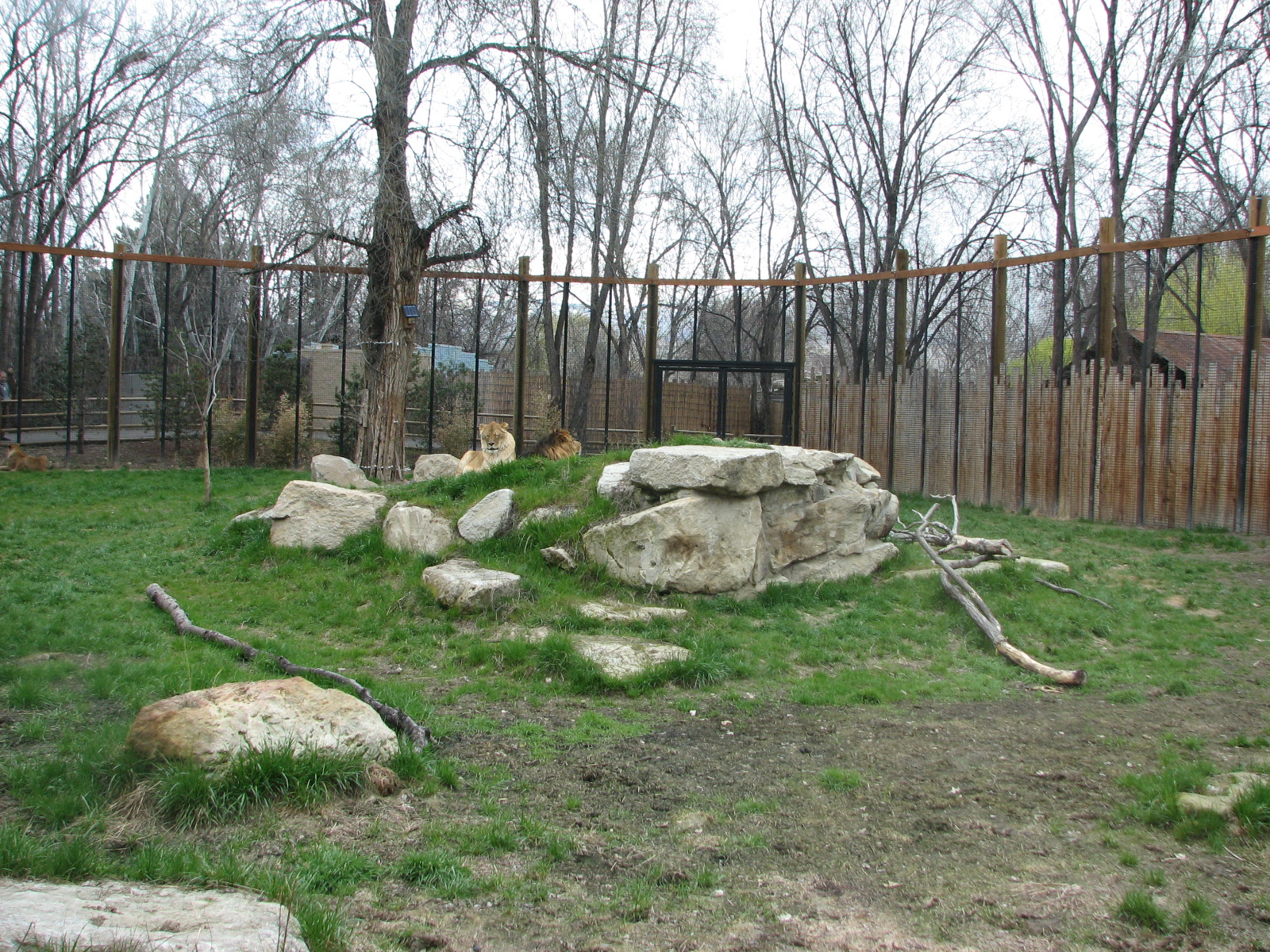 African Plains - Lion Exhibit