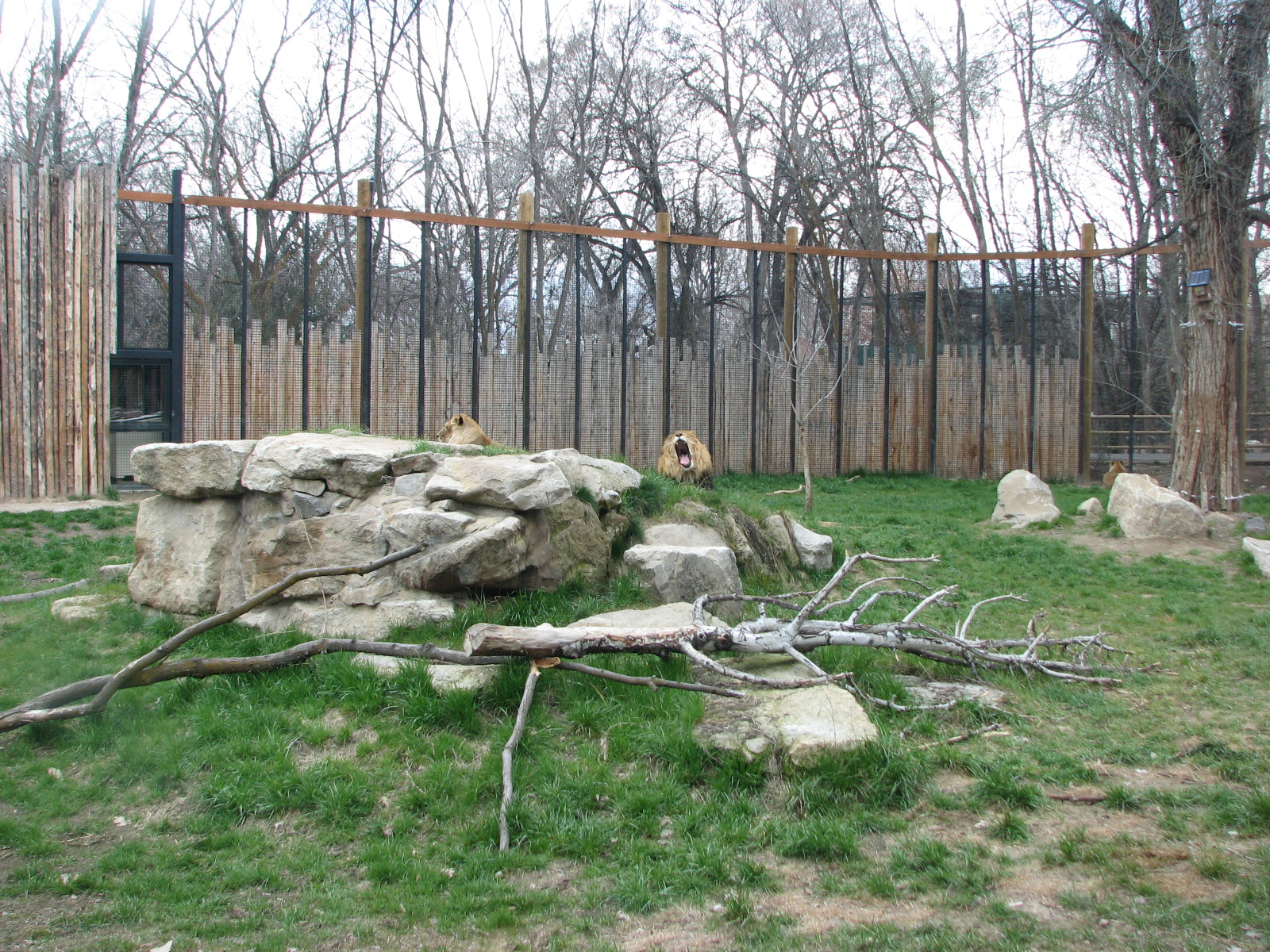 African Plains - Lion Exhibit