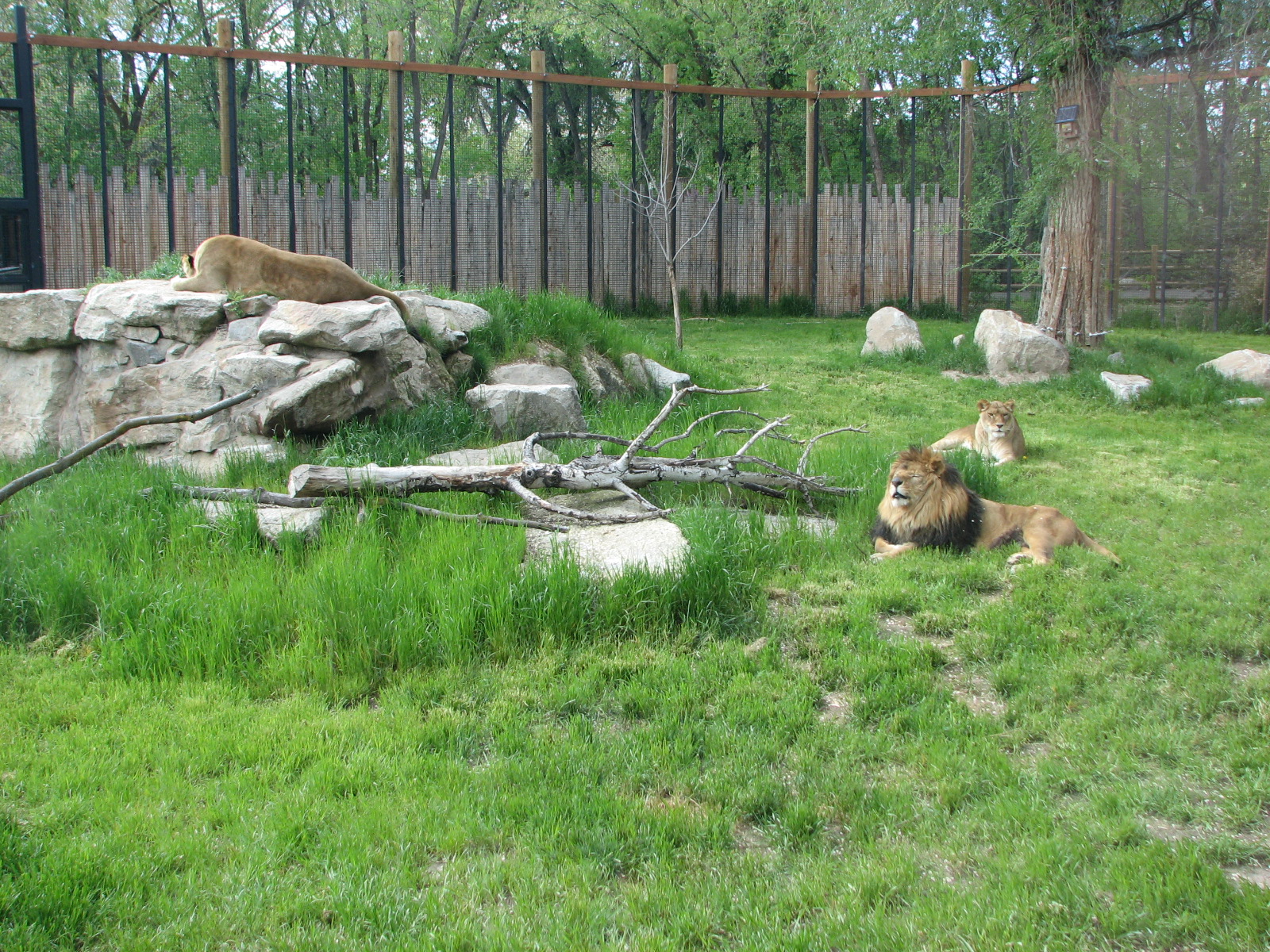 African Plains - Lion Exhibit