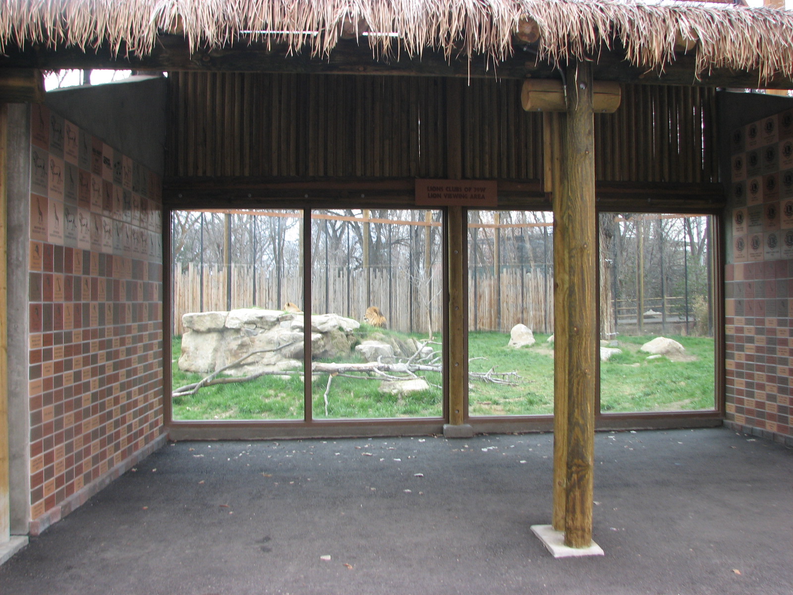 African Plains - Lion Viewing