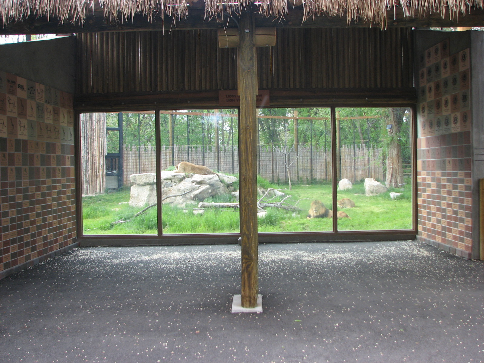 African Plains - Lion Viewing