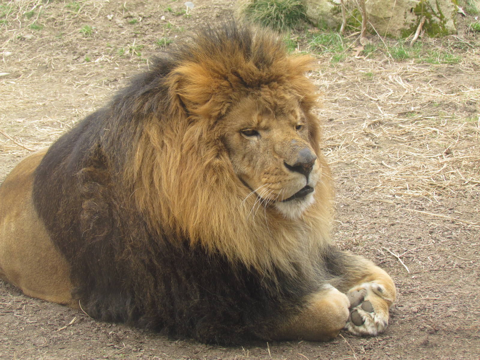 African Plains - Lion