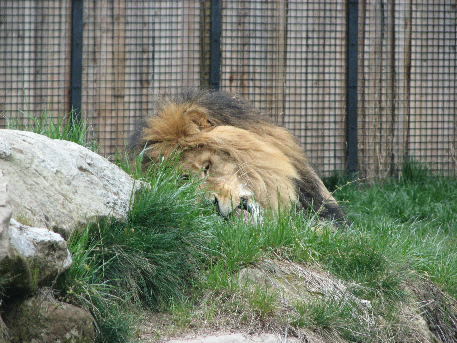 African Plains - Lion
