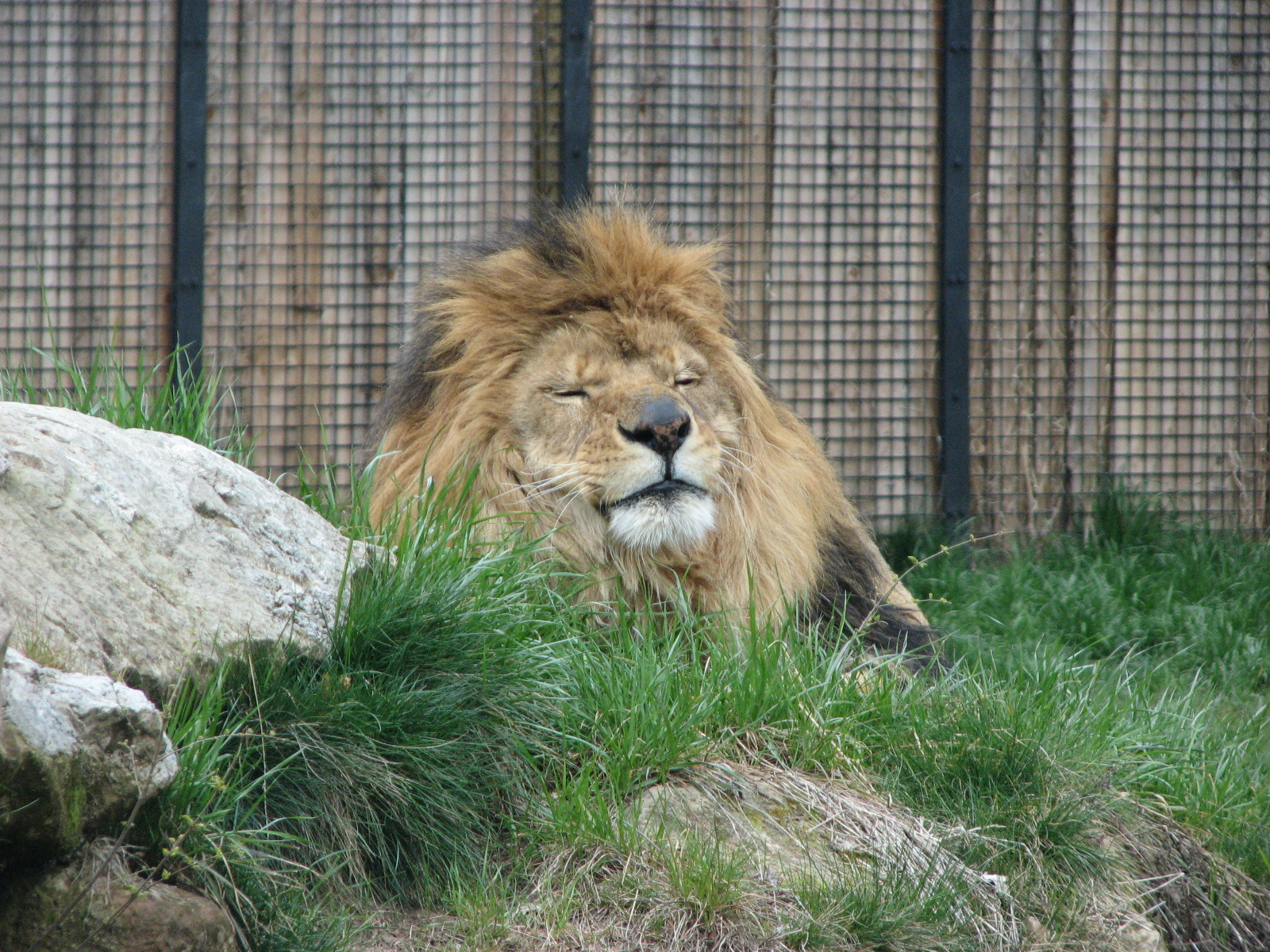 African Plains - Lion