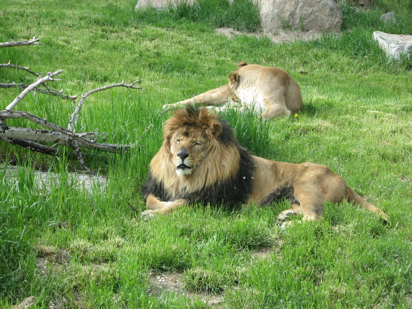 African Plains - Lion