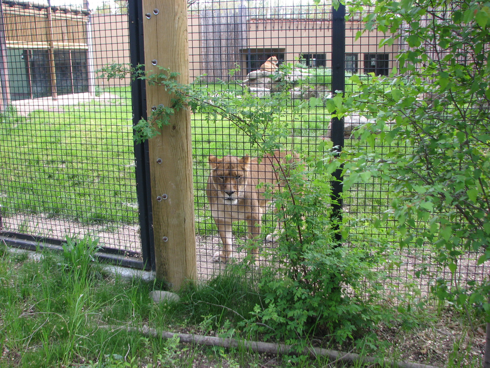 African Plains - Lion